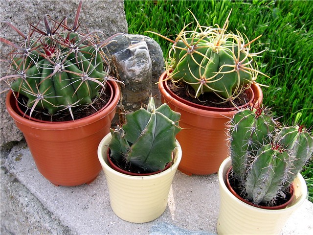 Ferocactusi